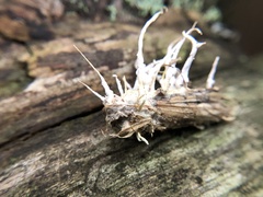 Akanthomyces