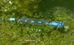 Enallagma praevarum