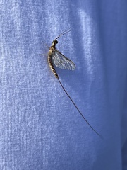 Hexagenia limbata