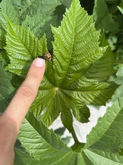 Epilachna tredecimnotata