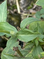 Oenothera pilosella