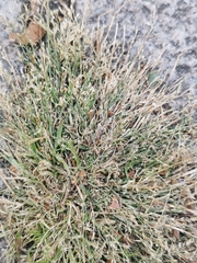 Eragrostis minor