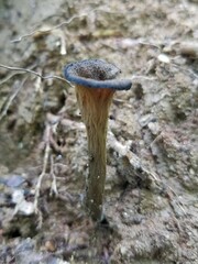 Craterellus