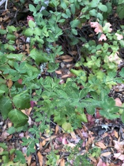 Genista monspessulana