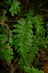 Hymenasplenium subnormale