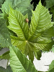 Epilachna tredecimnotata