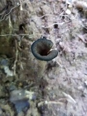 Craterellus