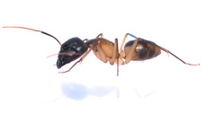 Camponotus maculatus