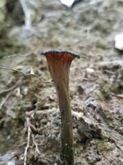 Craterellus