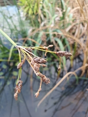 Schoenoplectus tabernaemontani