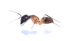 Camponotus maculatus