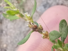 Aphis