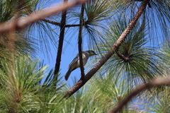 Aphelocoma ultramarina