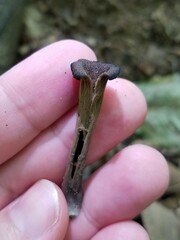 Craterellus