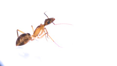 Camponotus maculatus