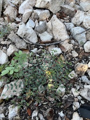 Euphorbia villifera