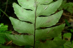 Hymenasplenium subnormale