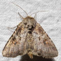 Trichordestra legitima