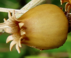 Caryophyllales