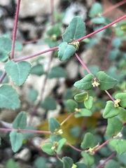 Euphorbia villifera