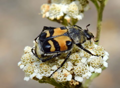 Trichius orientalis