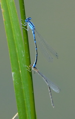 Enallagma praevarum