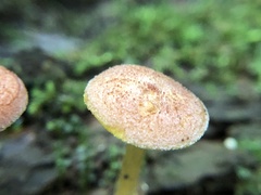 Tricholomopsis rutilans