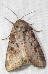 Trichordestra legitima