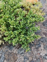 Polycarpon tetraphyllum