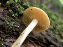 Tricholomopsis rutilans