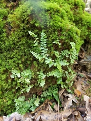 Asplenium platyneuron