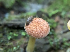 Tricholomopsis rutilans