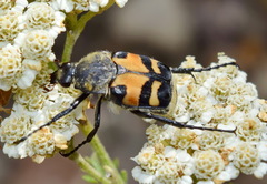 Trichius orientalis