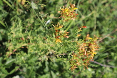 Hypericum