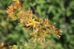 Hypericum