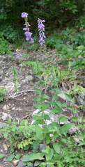 Campanula bononiensis