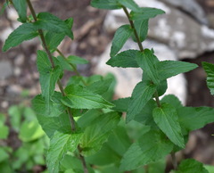 Campanula bononiensis