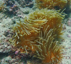 Entacmaea quadricolor