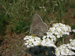Satyrium semiluna
