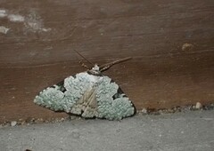 Leuconycta
