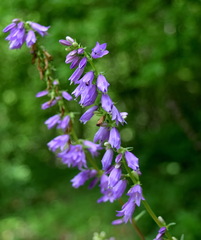Campanula bononiensis
