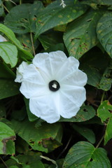 Ipomoea cuprinacoma