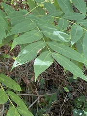 Wisteria sinensis