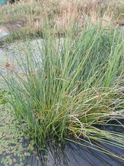 Schoenoplectus tabernaemontani