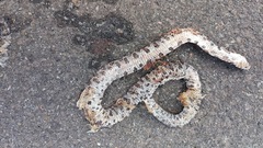 Lampropeltis triangulum
