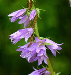 Campanula bononiensis