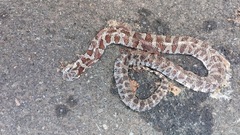 Lampropeltis triangulum