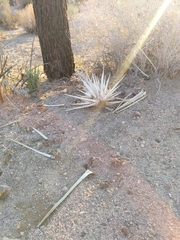 Yucca brevifolia