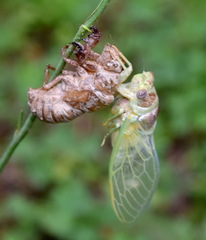 Lyristes plebejus