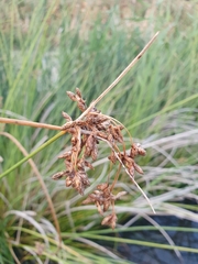 Schoenoplectus tabernaemontani
